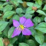 Dissotis rotundifolia Цвят