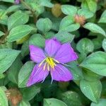 Dissotis rotundifolia Flower