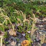 Lycopodium clavatum Blad