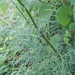 Thalictrum lucidum Leaf