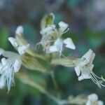 Silene italica Blüte