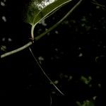 Smilax melastomifolia
