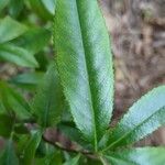 Rosa laevigata Leaf