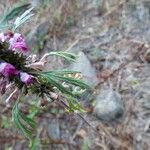 Leonurus sibiricus Leaf