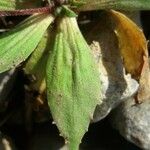 Androsace maxima Likasa