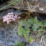 Adenostyles alpina Libunga