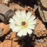 Picris albida Floare