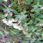 Antirrhinum sempervirens Leaf