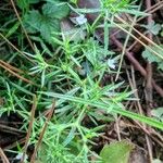 Polypremum procumbens Flower