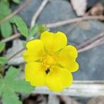 Potentilla reptans 花