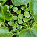 Viola sororia Leaf