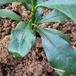 Garcinia mangostana Leaf