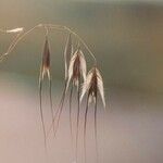 Avena sterilis ഫലം