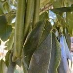 Cassia abbreviata 果實