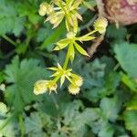 Galium spurium फल