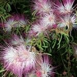 Calliandra brevipes Flor