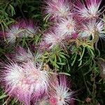 Calliandra brevipes Kvet