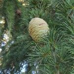 Cedrus