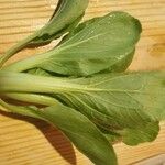 Brassica rapa Blad