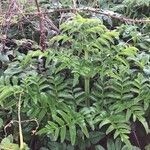 Angelica pachycarpa Leaf