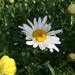 Leucanthemum x superbum Flower