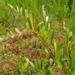 Vaccinium macrocarpon Leaf