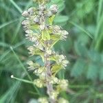 Neottia ovata Blüte