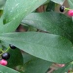 Ardisia elliptica Leht