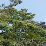 Terminalia ivorensis Yeri