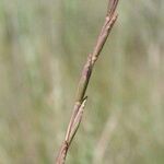 Thinopyrum elongatum Fruit