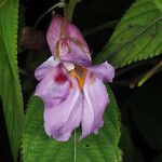 Impatiens arguta Flor