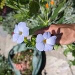 Thunbergia natalensis Flor