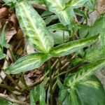 Syngonium angustatum Лист
