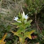 Gentiana asclepiadeaЦвят