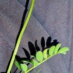 Astragalus alpinus Bark