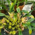 Bulbophyllum facetum Habitus