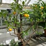 Citrus × microcarpa 形态