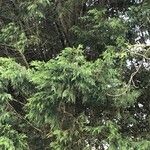 Cupressus cashmeriana Συνήθη χαρακτηριστικά