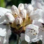 Rhododendron uvariifolium Flor