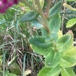 Hylotelephium telephium Likasa