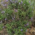 Lavandula canariensis عادت داشتن