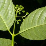 Palicourea acuminata Blad