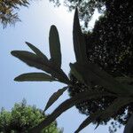 Buddleja saligna Leaf