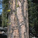 Pinus ponderosa Bark