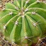 Ferocactus pottsii Celota