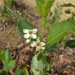 Prunus susquehanae Hàbitat