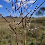 Bothriochloa bladhii 果實