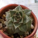 Echeveria purpusiorum Folha