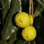 Clarisia biflora Fruct