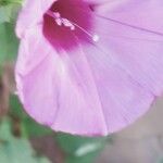 Ipomoea cordatotriloba Flower